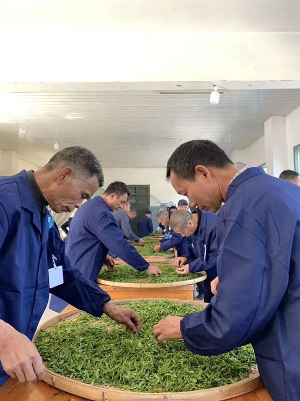 关于山水自在泰顺茶的消息(1)