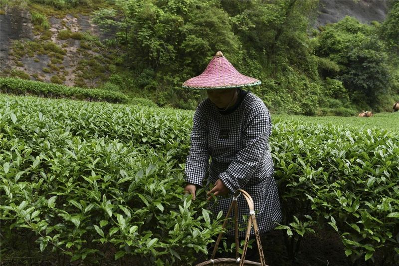 关于武夷岩茶(大红袍)制作技艺——用实力赢得世界的相关信息(1)