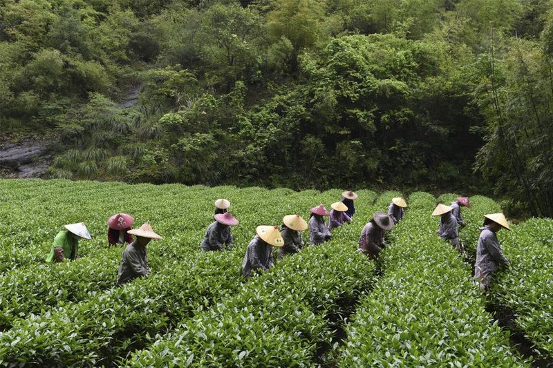 关于武夷岩茶(大红袍)制作技艺——用实力赢得世界的相关信息(3)