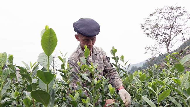 关于晴隆:10万亩茶园“冬管”忙的消息(1)