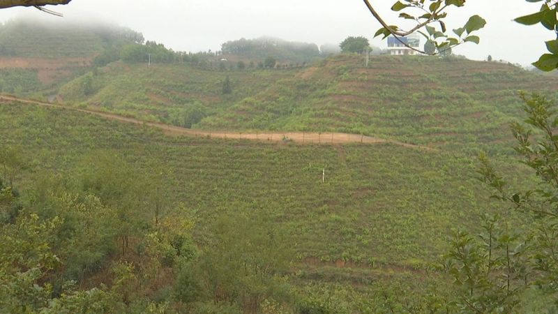 有关于打造精品模范项目 带动六堡茶产业高质量发展的相关内容
