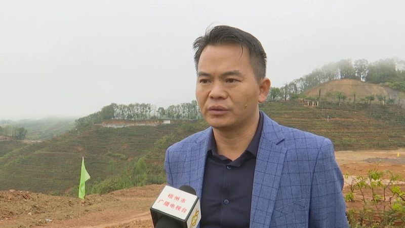 有关于打造精品模范项目 带动六堡茶产业高质量发展的相关内容(2)