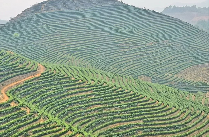 有关于一周速读：云南立法保护古茶树、2030年世界茶叶发展格局、六堡茶“加冕”后时代的新闻(3)
