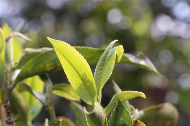 有关于一周速读：云南立法保护古茶树、2030年世界茶叶发展格局、六堡茶“加冕”后时代的新闻(2)