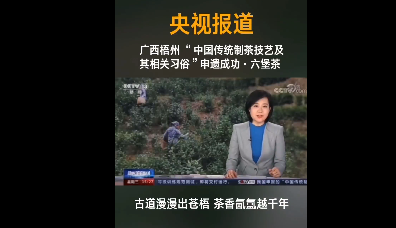 关于六堡茶制作技艺成为梧州市首个人类非物质文化遗产代表作名录项目的信息