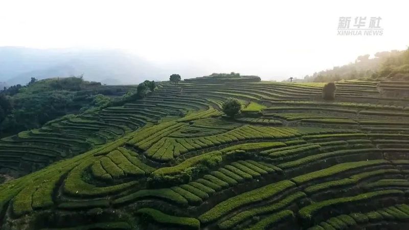 关于安溪：茶产业成为民生产业、支柱产业的信息