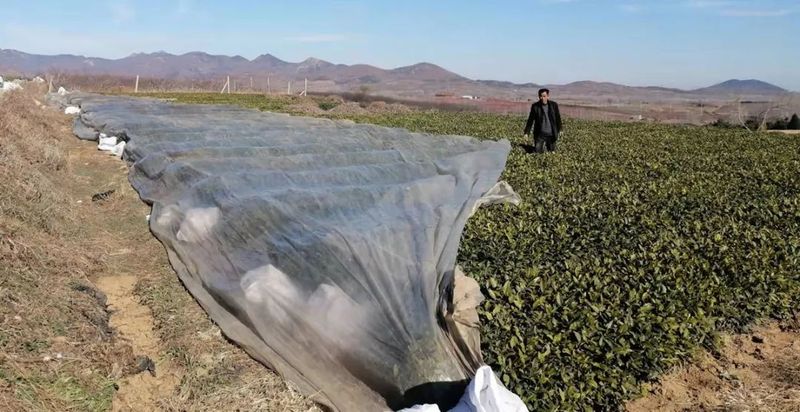 有关于高兴镇召开茶园越冬防护现场会的内容(12)