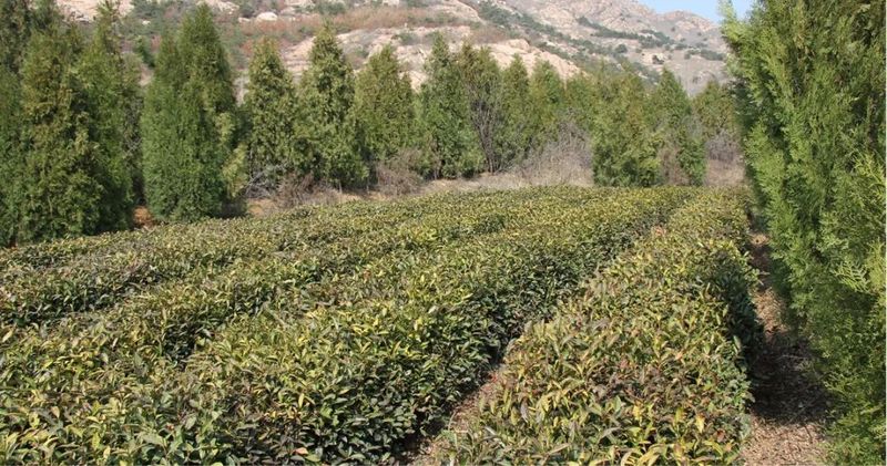 有关于高兴镇召开茶园越冬防护现场会的内容(3)