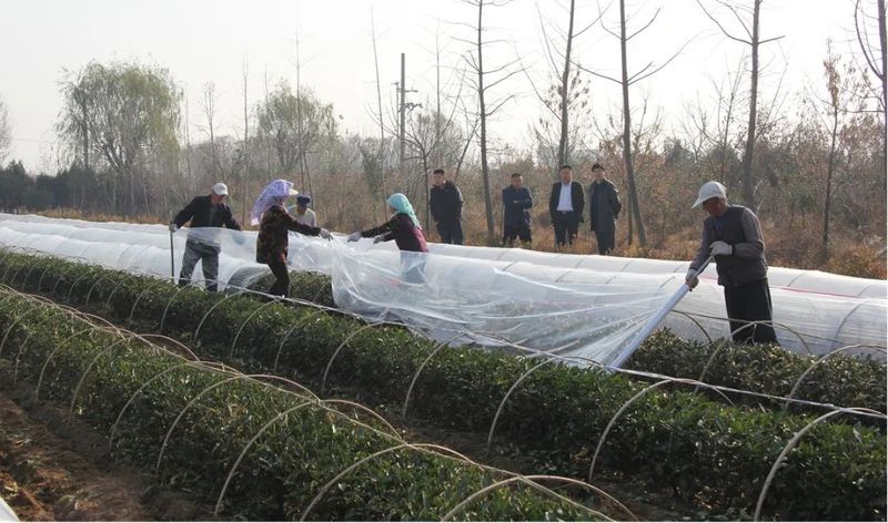 有关于高兴镇召开茶园越冬防护现场会的内容(10)