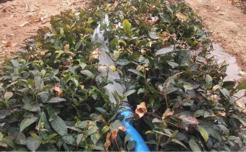 有关于高兴镇召开茶园越冬防护现场会的内容(9)