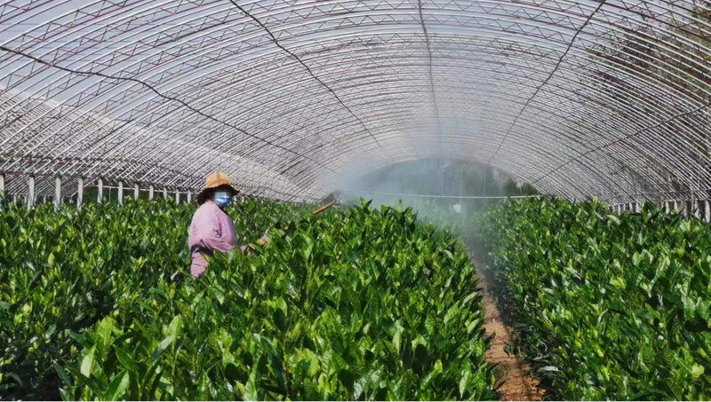 有关于高兴镇召开茶园越冬防护现场会的内容(5)