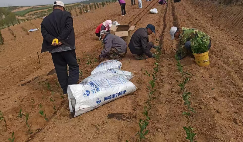 有关于高兴镇召开茶园越冬防护现场会的内容(2)