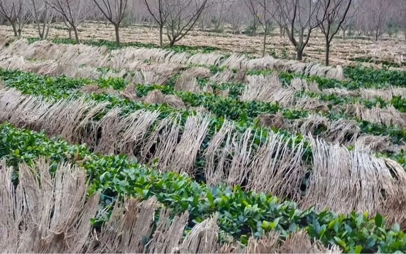 有关于高兴镇召开茶园越冬防护现场会的内容(13)