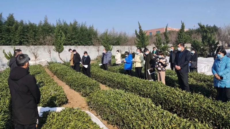有关于高兴镇召开茶园越冬防护现场会的内容(1)