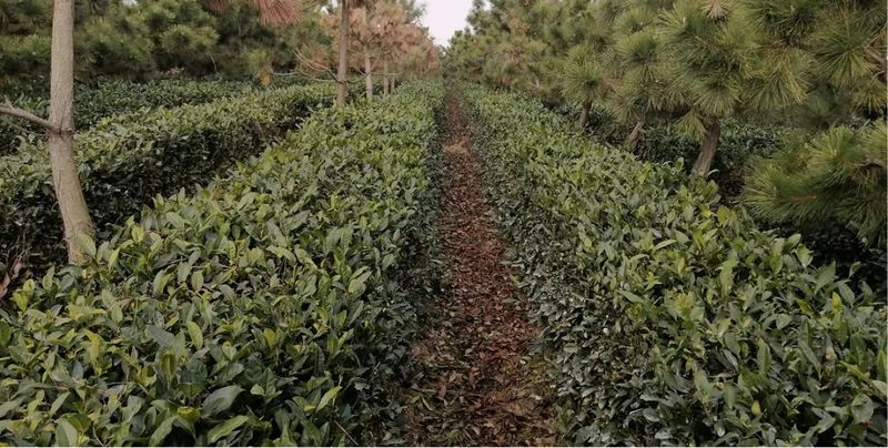 有关于高兴镇召开茶园越冬防护现场会的内容(4)