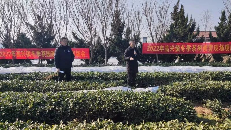 有关于高兴镇召开茶园越冬防护现场会的内容