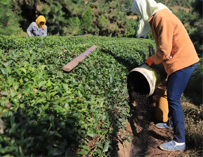 有关于高兴镇召开茶园越冬防护现场会的内容(7)