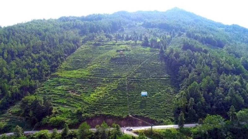 有关于达州：巴山渠水出好茶的最新消息(20)