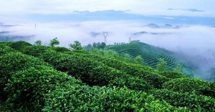 有关于达州：巴山渠水出好茶的最新消息(33)