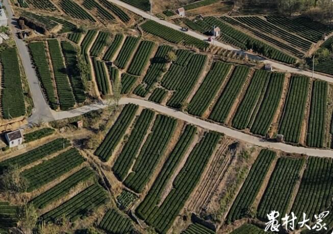 关于莒南县：支部领办引“活”2000亩老茶园，村民收入逐步高的内容(1)