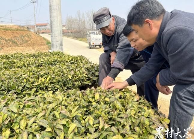 关于莒南县：支部领办引“活”2000亩老茶园，村民收入逐步高的内容(4)