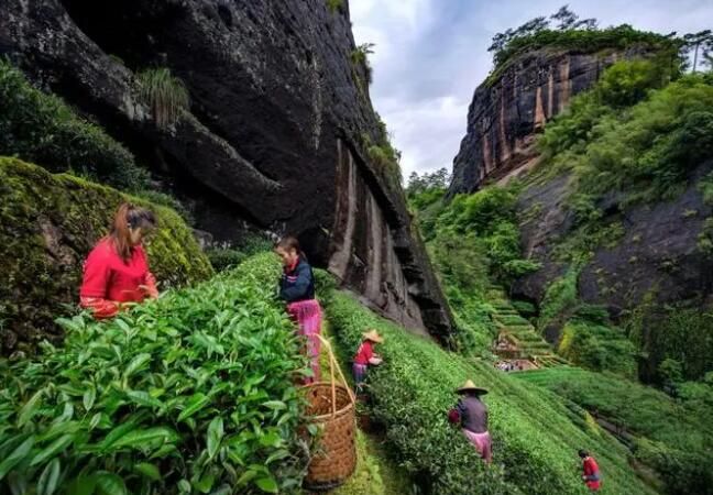 有关于申遗成功！中国茶为何能“底气”十足？的相关信息