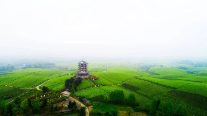 关于遵义：书写茶文章 擦亮茶旅融合新招牌的内容