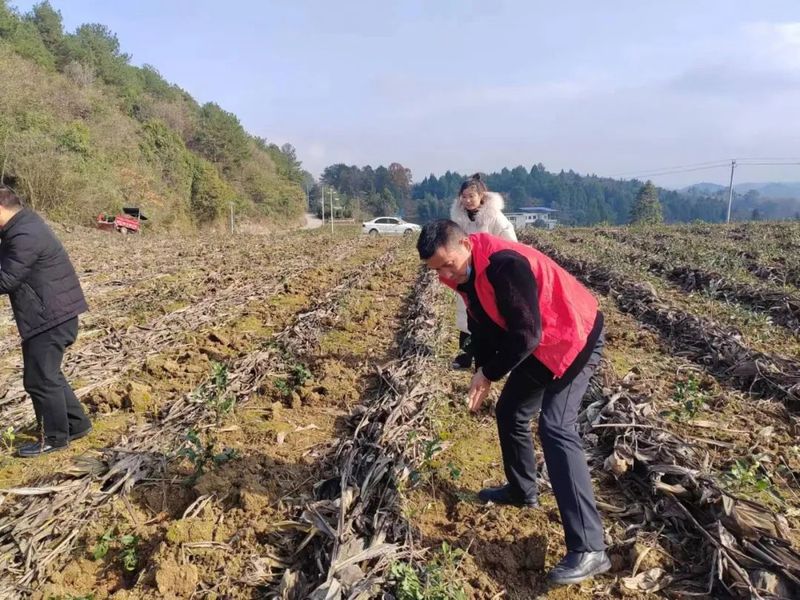 关于余庆段：抢抓补苗时机 助力沙堆村茶产业发展的内容