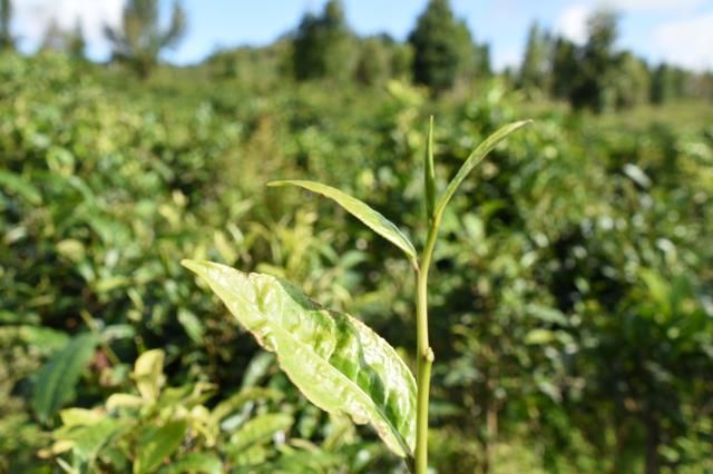 有关于院士走进"滇红之乡" 为临沧茶"把脉开方"