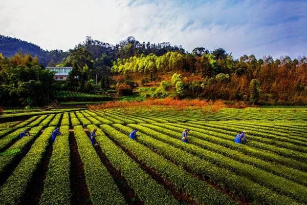 关于高县获评2022年度茶业最具投资价值县域的最新消息