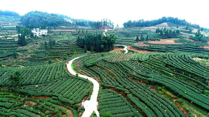 关于高县获评2022年度茶业最具投资价值县域的最新消息(3)