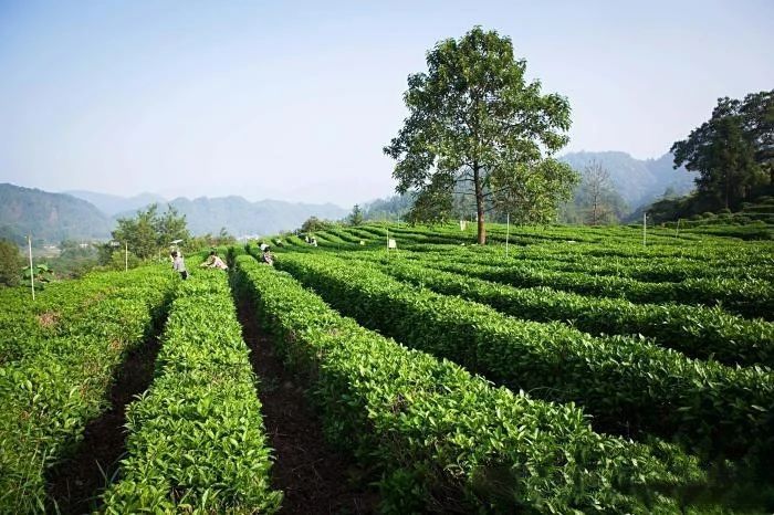 有关于祁门红茶荣获世界红茶产品质量36个奖项的消息