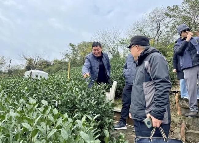有关于这场寒潮，对西湖龙井茶叶生长有影响吗？的信息(2)