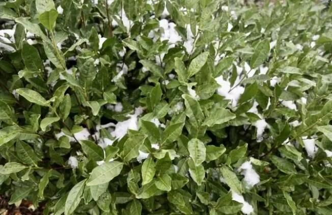 有关于这场寒潮，对西湖龙井茶叶生长有影响吗？的信息(3)