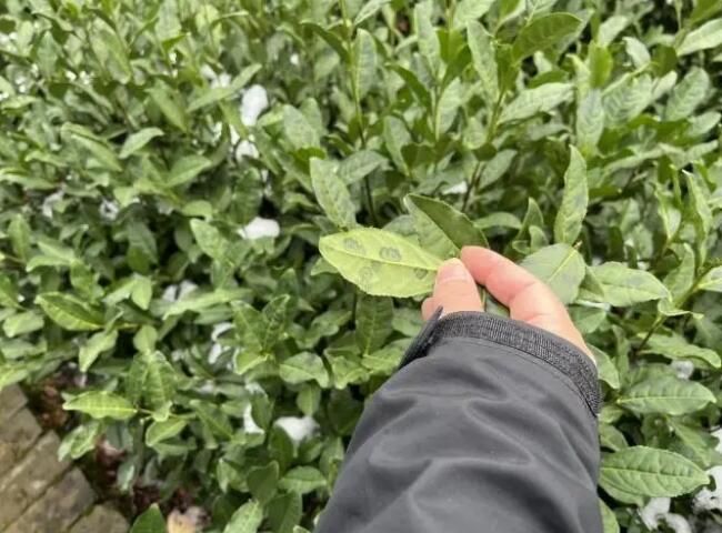 有关于这场寒潮，对西湖龙井茶叶生长有影响吗？的信息(1)