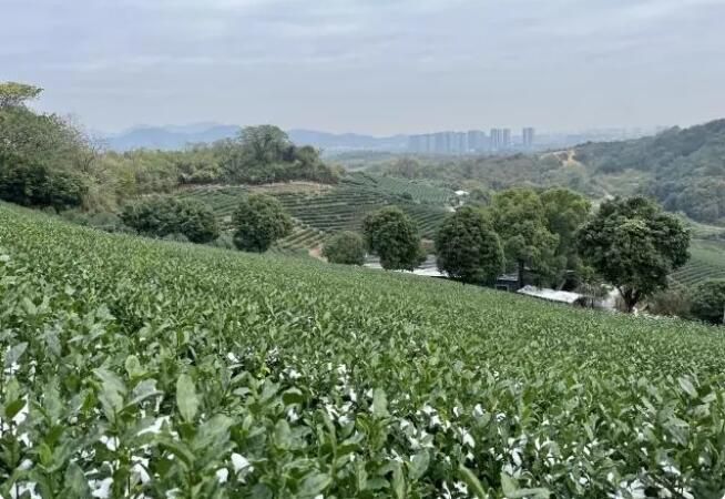 有关于这场寒潮，对西湖龙井茶叶生长有影响吗？的信息