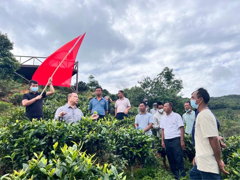 关于普洱茶咖：红色党建廉政建设为茶咖产业发展保驾护航的最新消息(4)