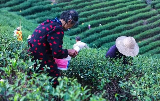 关于河南光山：茶树添“衣”保暖过冬的新闻(1)