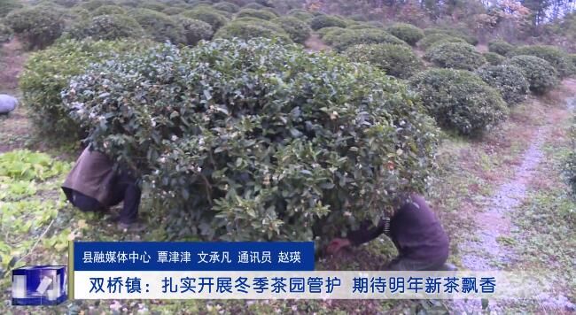 关于双桥镇:扎实开展冬季茶园管护 期待明年新茶飘香的相关内容