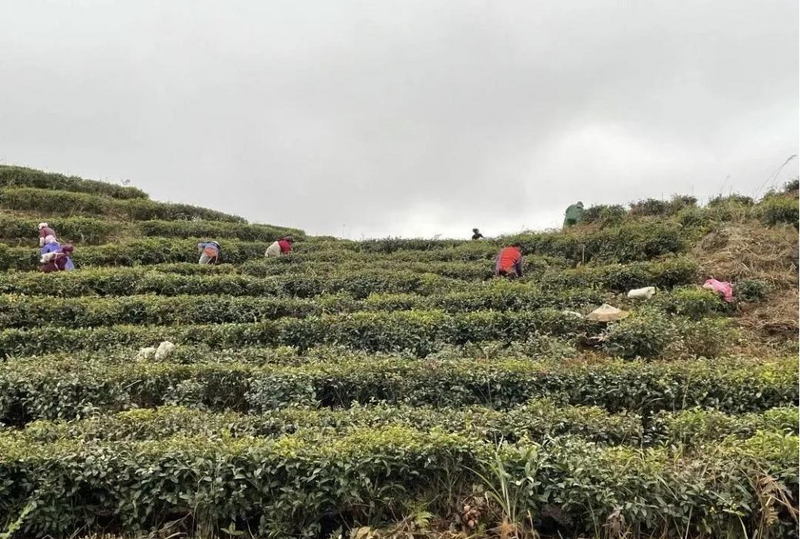 有关于都匀市毛尖镇“123”举措引领茶产业振兴路的内容