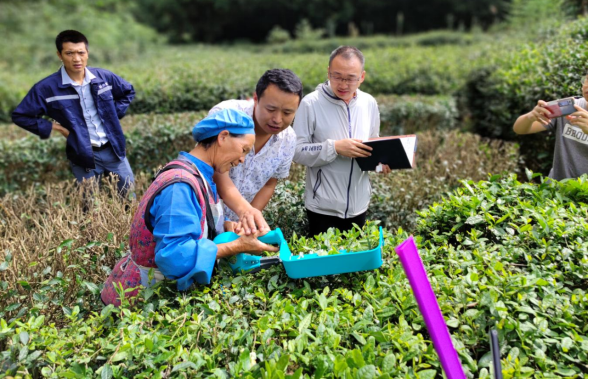 有关于都匀市毛尖镇“123”举措引领茶产业振兴路的内容(1)