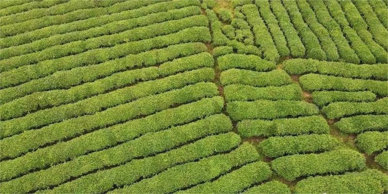 有关于都匀市毛尖镇“123”举措引领茶产业振兴路的内容(2)