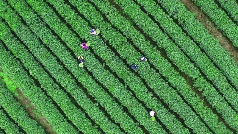 关于泾河新城全力打造百亿级茯茶产业集群的信息