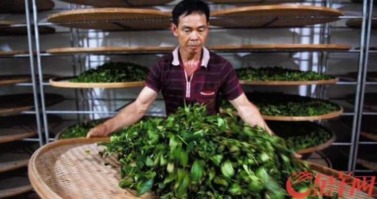 有关于广东再添“世界级”非遗 用非遗文化带动茶产业发展的相关信息