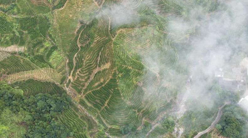 有关于广东再添“世界级”非遗 用非遗文化带动茶产业发展的相关信息(2)