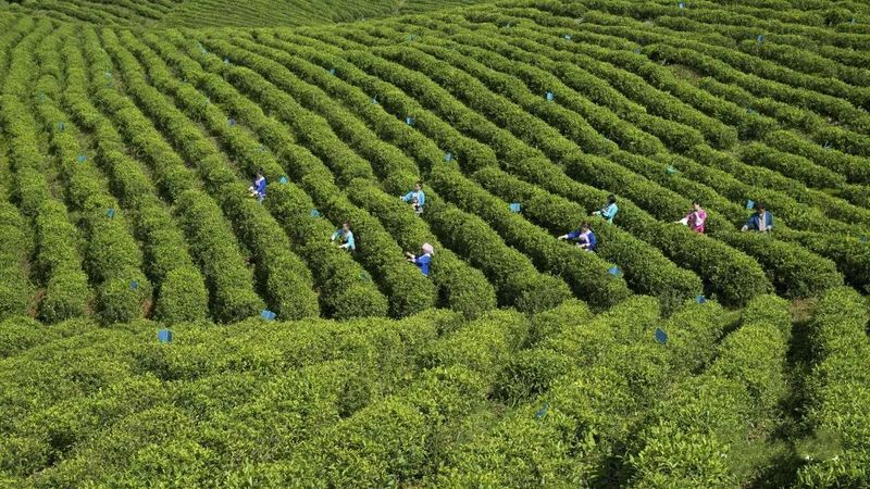 关于“都匀毛尖茶制作技艺”入选“人类非物质文化遗产代表作名录”发布会召开的资讯(3)