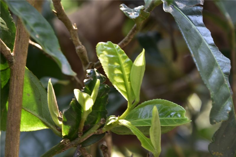 关于海外网评：以茶为媒，讲好新时代中国非遗故事的内容