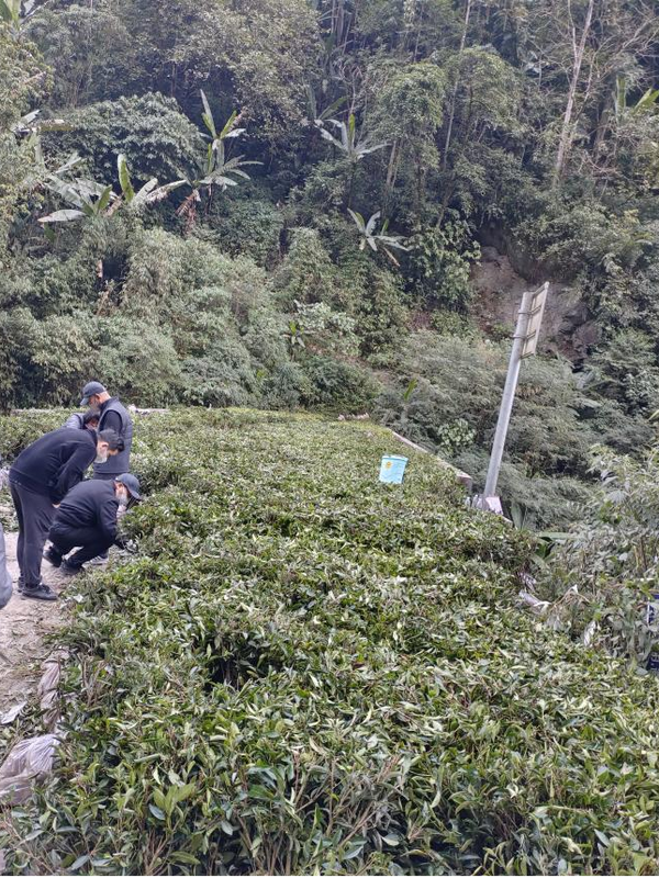关于墨脱县茶叶提质增效项目有序推进--巴迪茶园完成补种工作的消息(3)