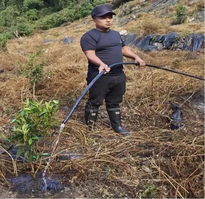 关于墨脱县茶叶提质增效项目有序推进--巴迪茶园完成补种工作的消息(6)