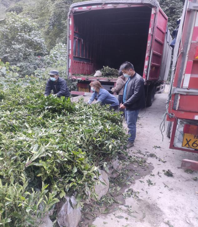 关于墨脱县茶叶提质增效项目有序推进--巴迪茶园完成补种工作的消息(1)